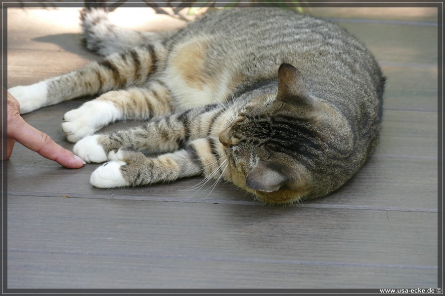 HemingwayCats_2024_039