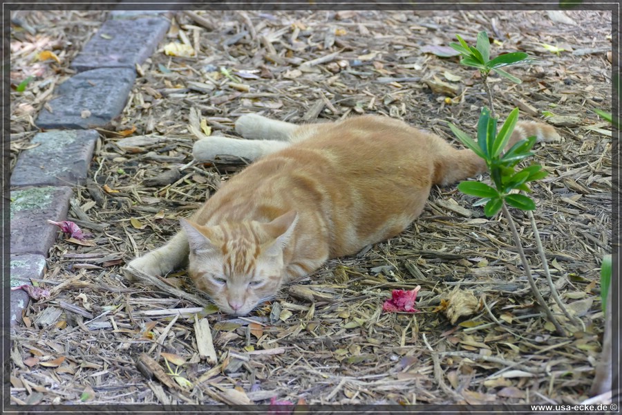 HemingwayCats_2024_040
