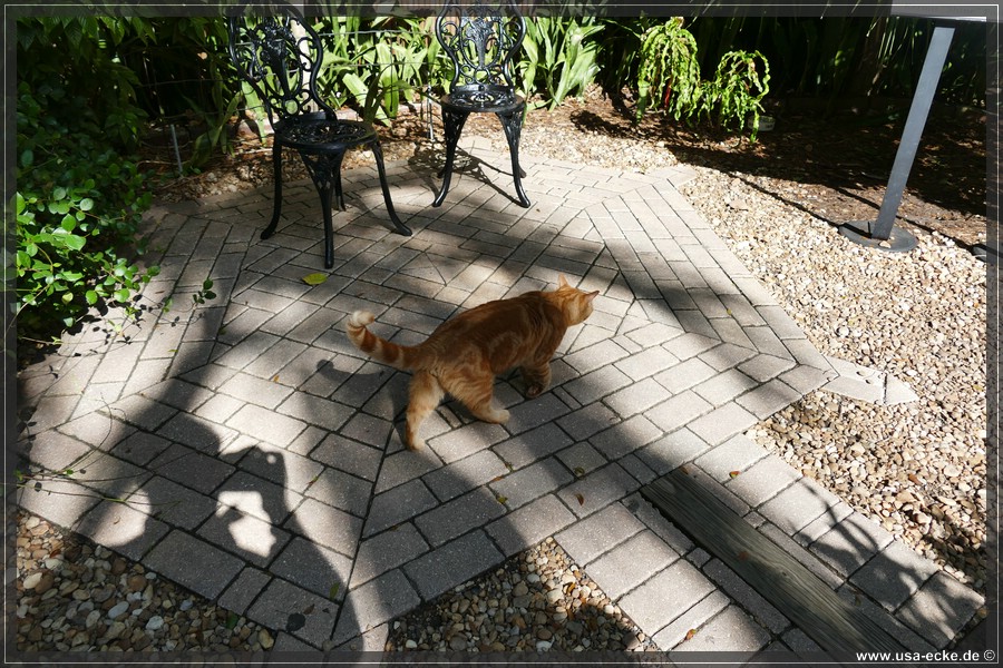 HemingwayCats_2024_041
