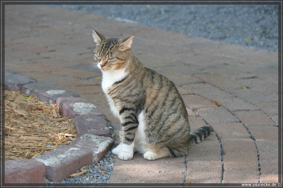 HemingwayCats_2024_043