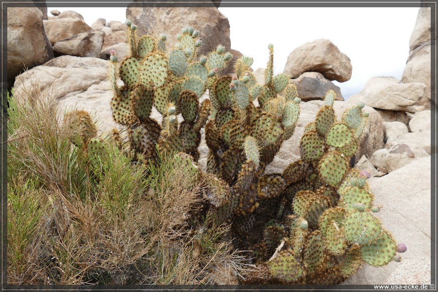 JoshuaValley2018_021