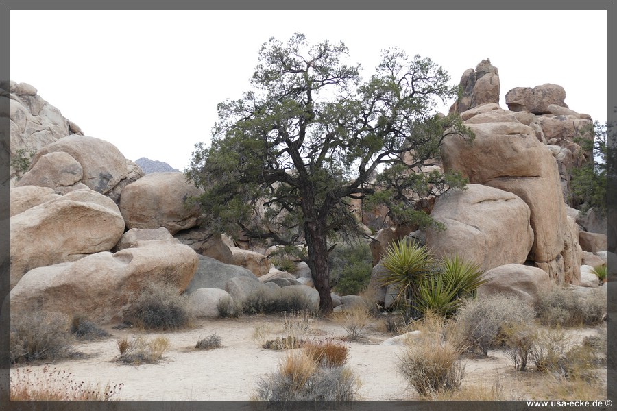 JoshuaValley2018_025