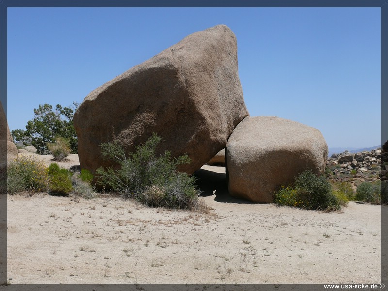 Joshua_Tree_003