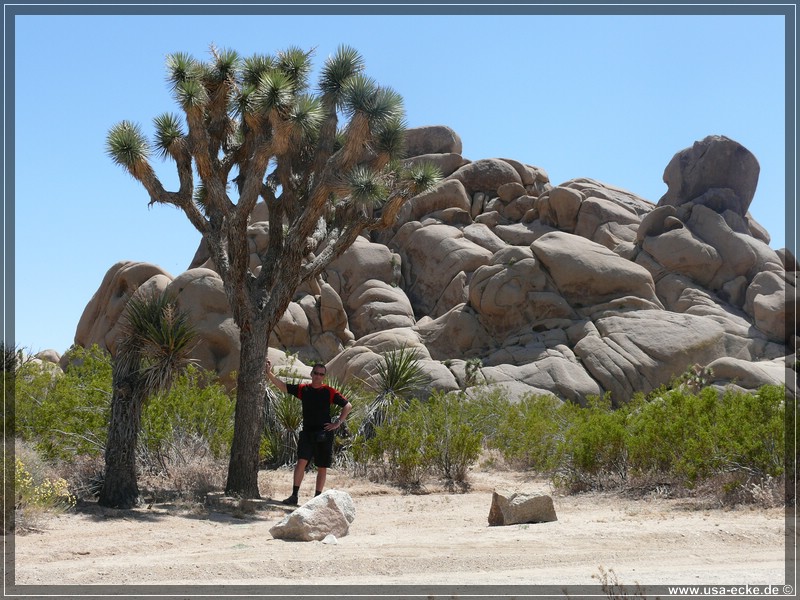 Joshua_Tree_008