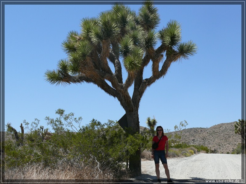 Joshua_Tree_009