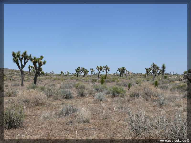 Joshua_Tree_010