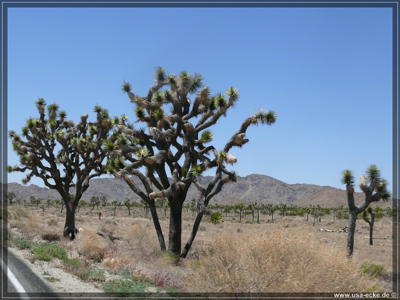 Joshua_Tree_011