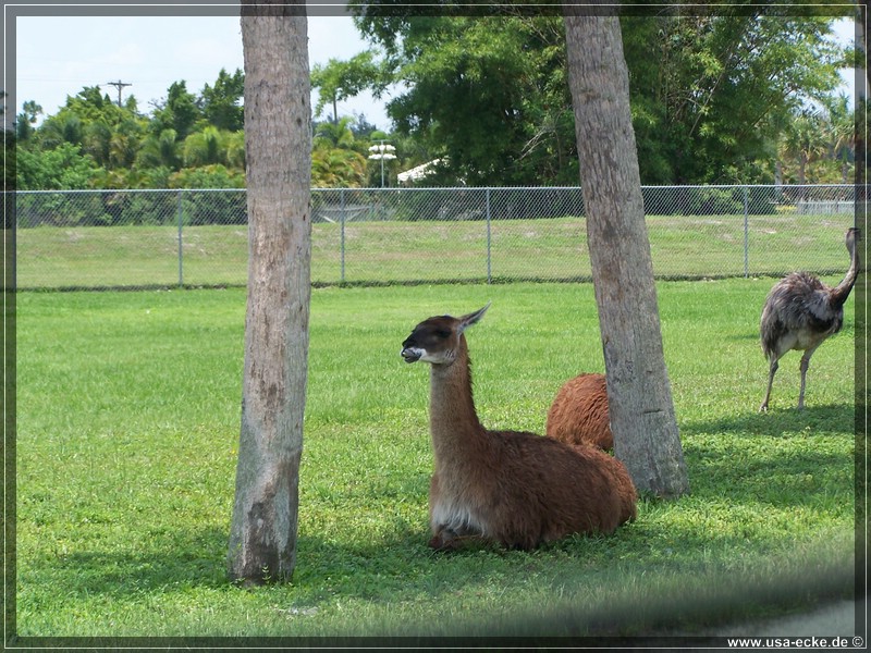 Lion_Country_Safari_002