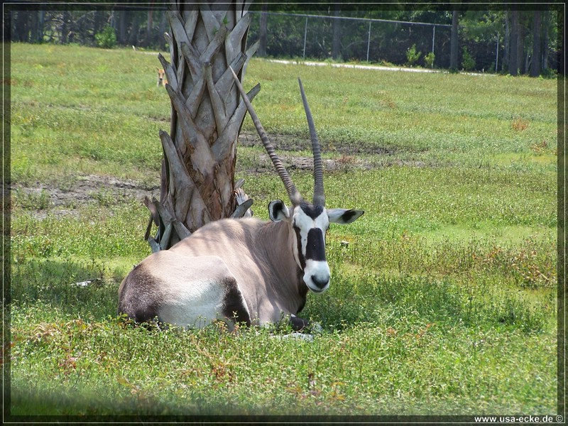 Lion_Country_Safari_004