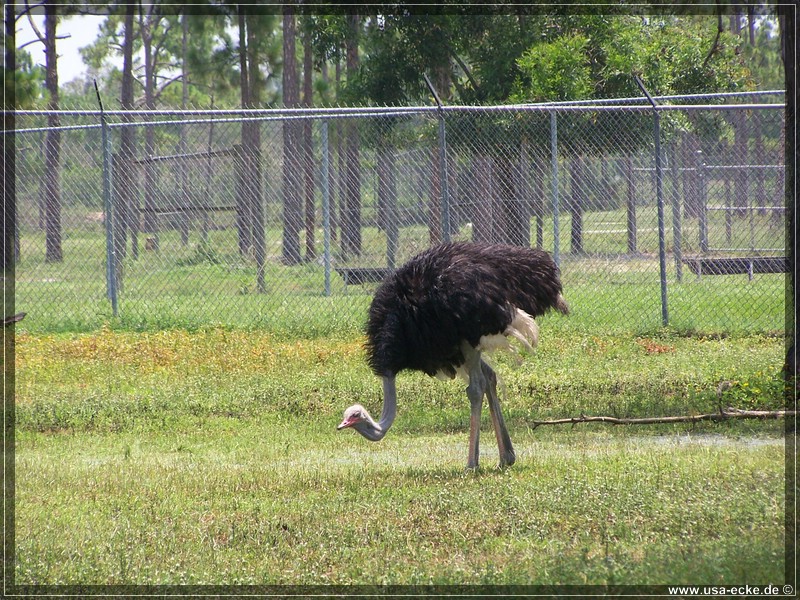 Lion_Country_Safari_005