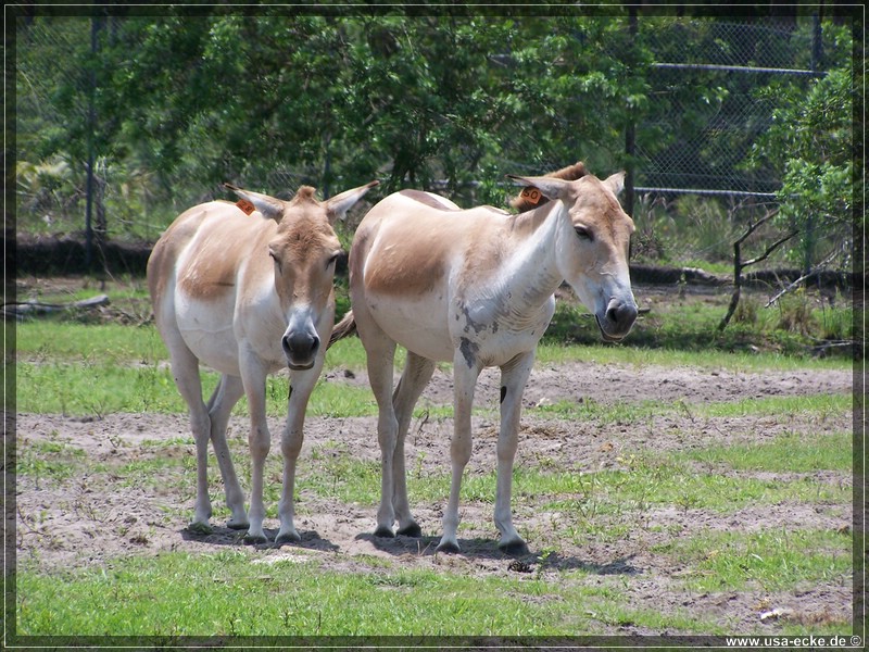 Lion_Country_Safari_006