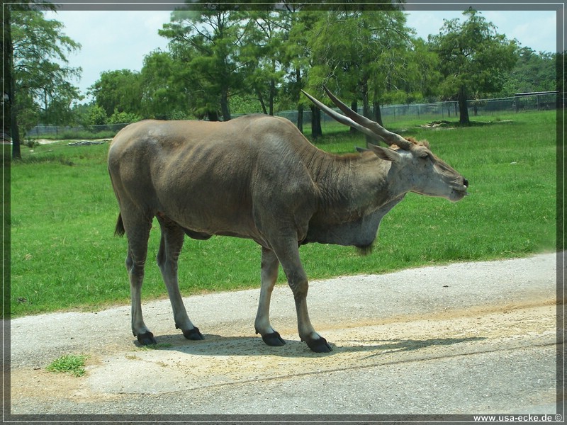 Lion_Country_Safari_007