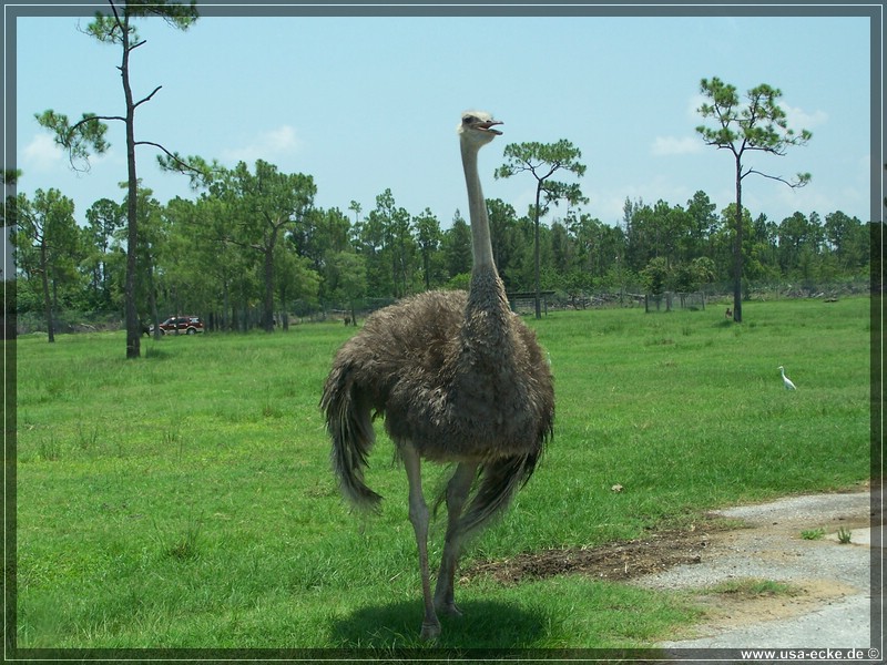 Lion_Country_Safari_009