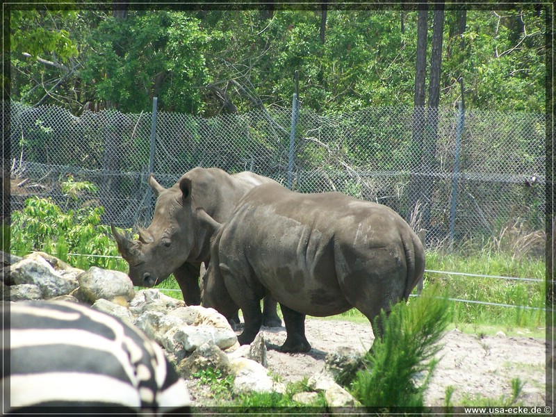 Lion_Country_Safari_012