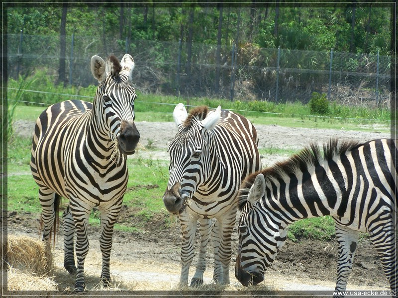 Lion_Country_Safari_013