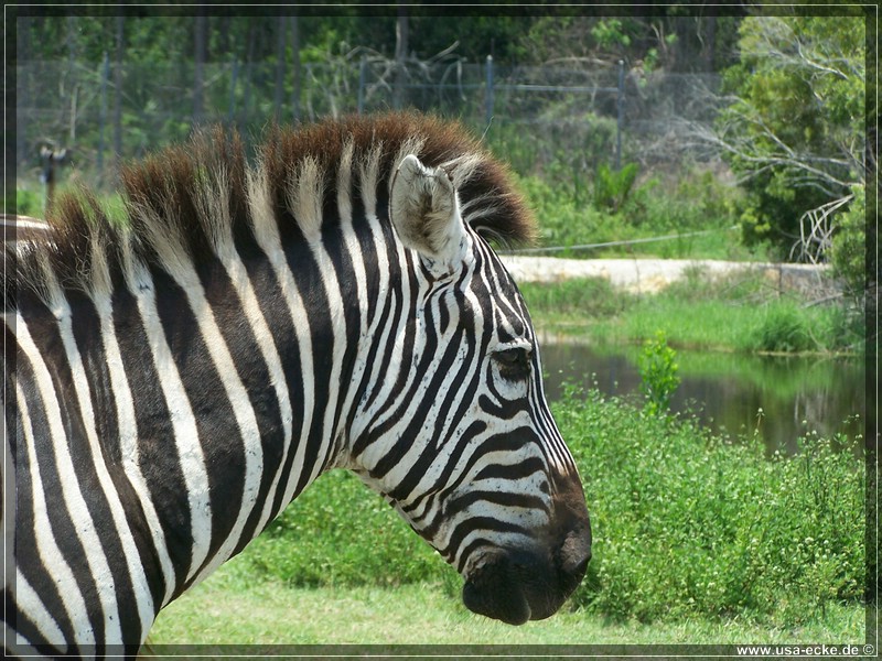 Lion_Country_Safari_014