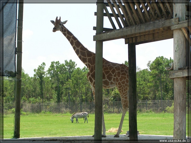 Lion_Country_Safari_016