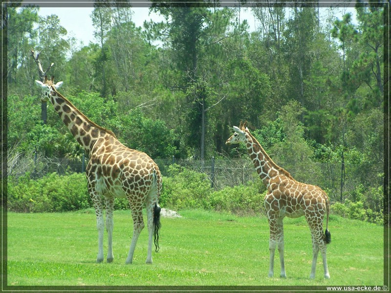 Lion_Country_Safari_017