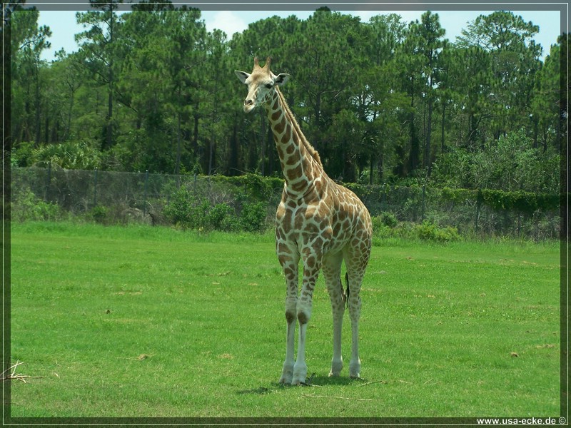 Lion_Country_Safari_018