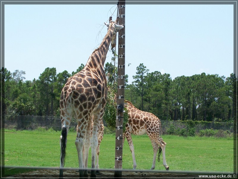 Lion_Country_Safari_019