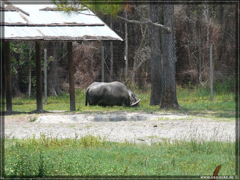 Lion_Country_Safari_026