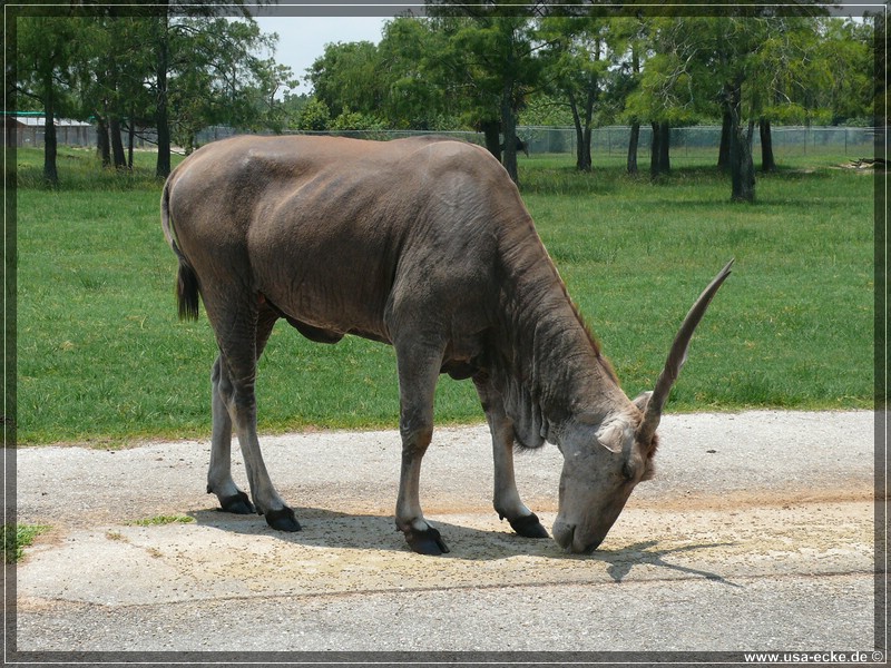 Lion_Country_Safari_027