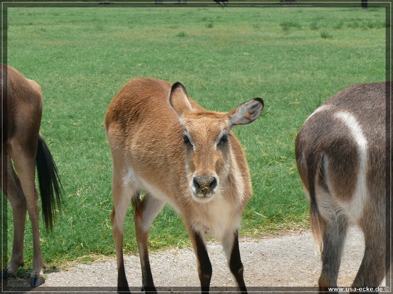 Lion_Country_Safari_029