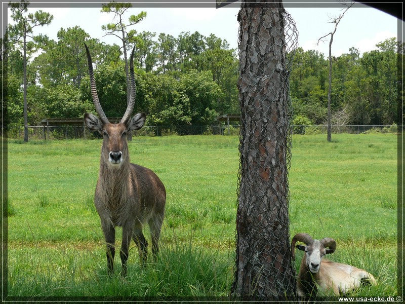 Lion_Country_Safari_030