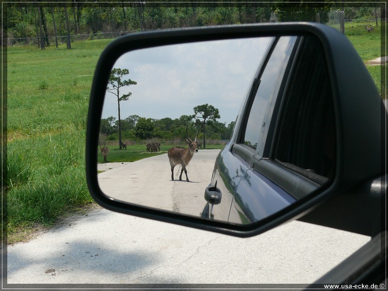 Lion_Country_Safari_031