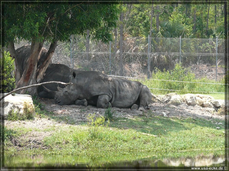 Lion_Country_Safari_032