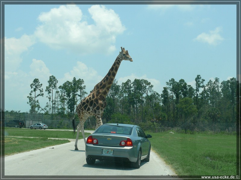 Lion_Country_Safari_035