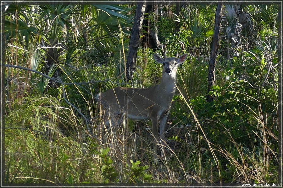 Key_Deer_2024_003