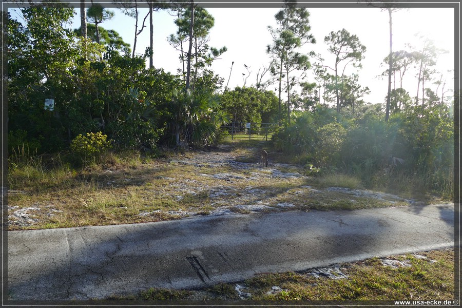 Key_Deer_2024_011