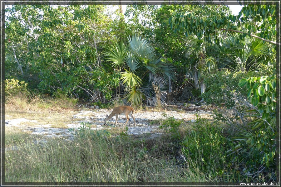 Key_Deer_2024_012