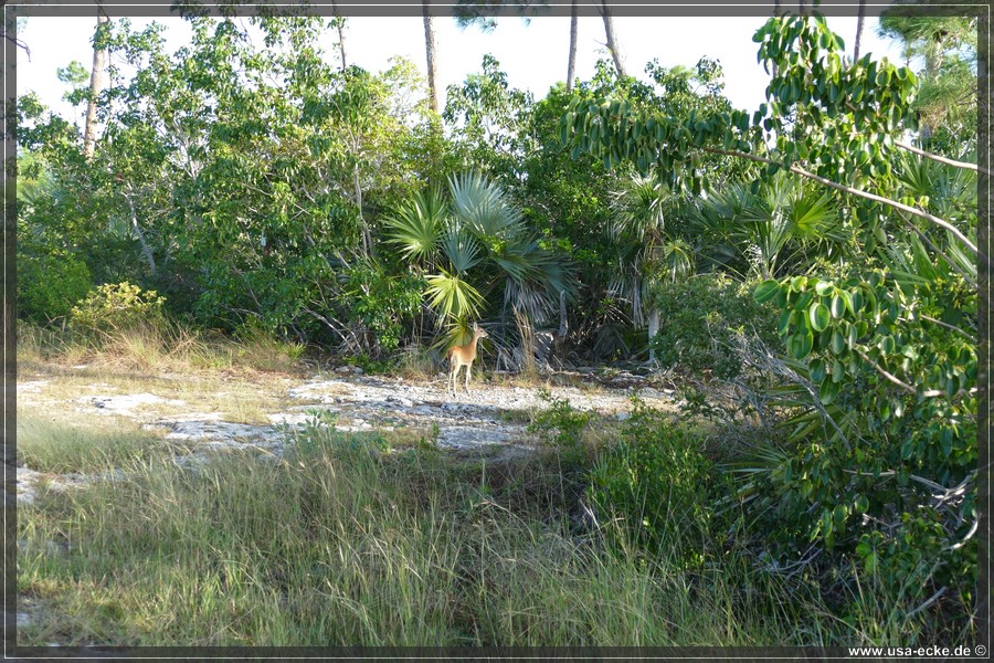 Key_Deer_2024_013