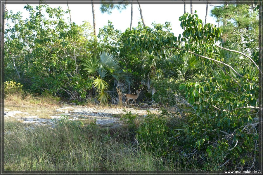 Key_Deer_2024_014