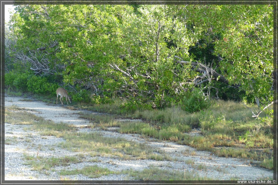 Key_Deer_2024_015
