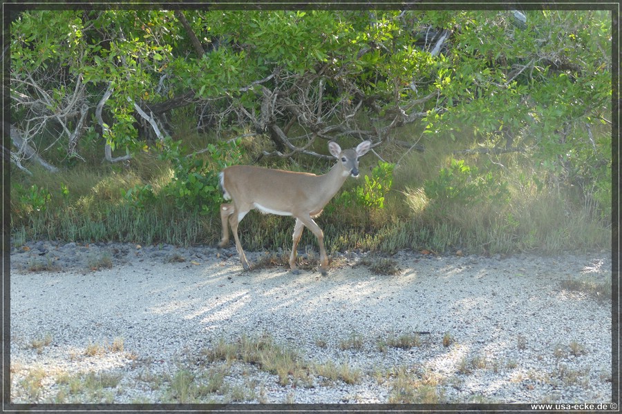 Key_Deer_2024_016