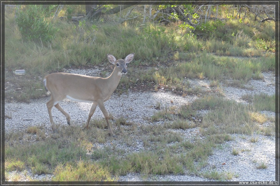 Key_Deer_2024_017