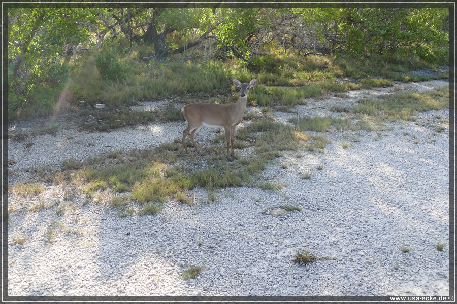Key_Deer_2024_018