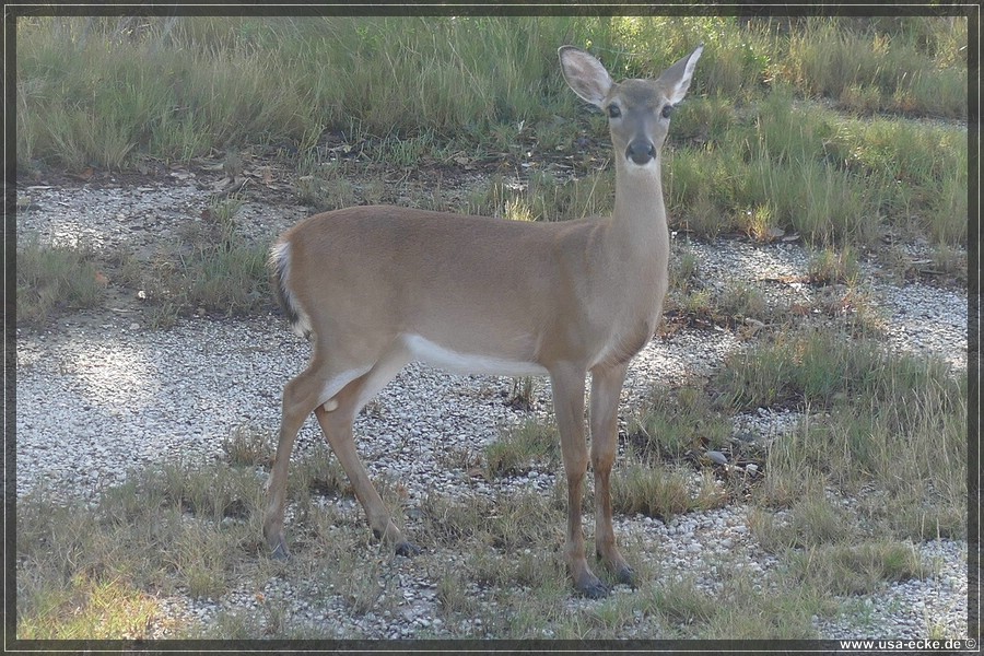 Key_Deer_2024_019