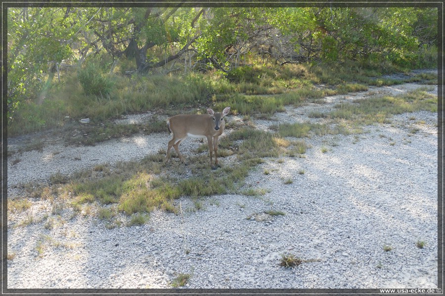 Key_Deer_2024_020