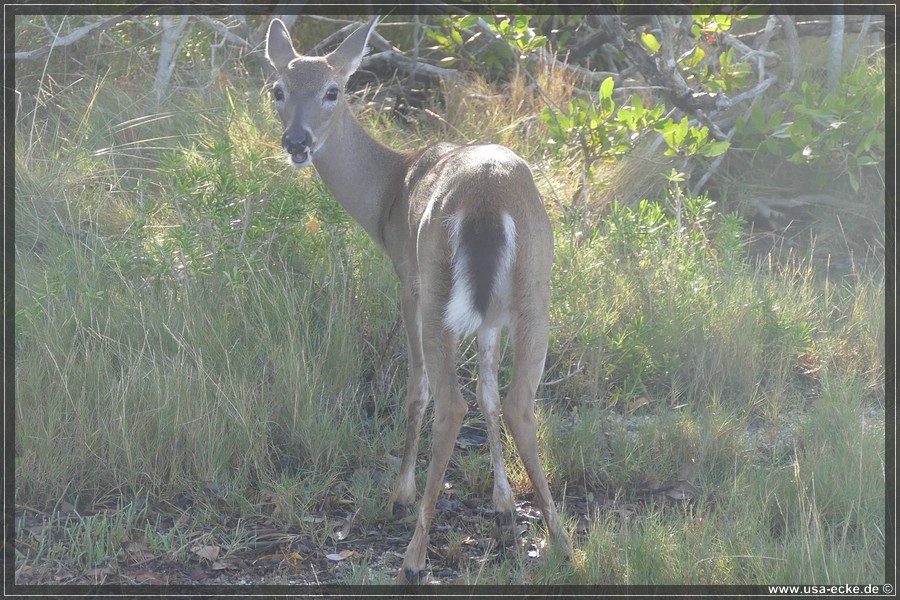 Key_Deer_2024_022