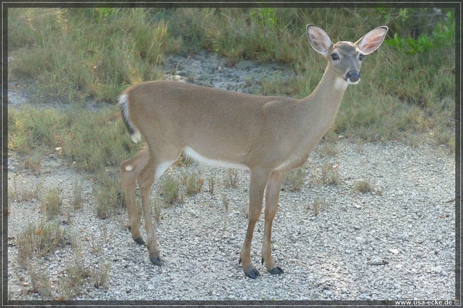 Key_Deer_2024_023