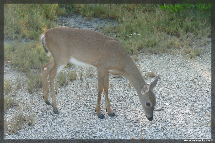 Key_Deer_2024_024