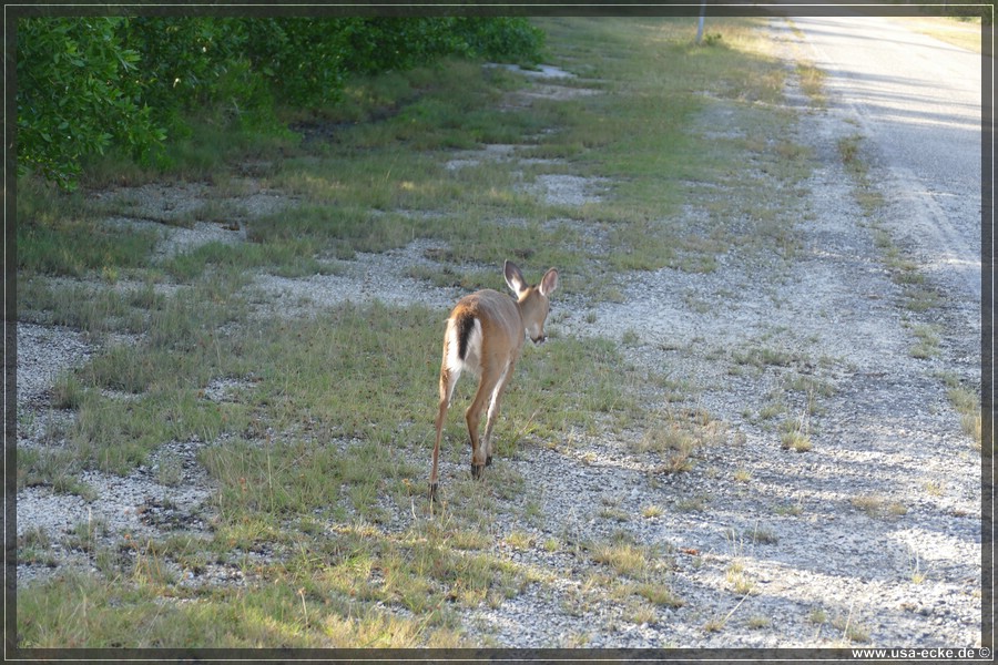Key_Deer_2024_025