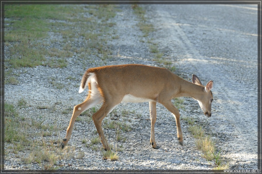 Key_Deer_2024_026