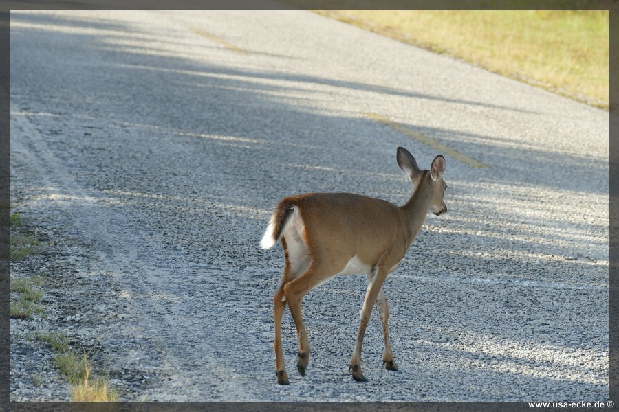 Key_Deer_2024_027