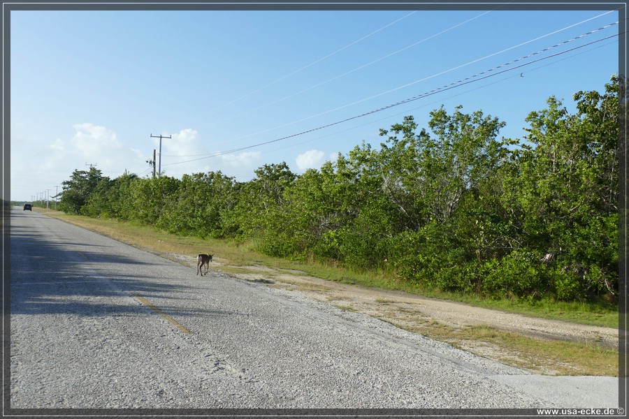 Key_Deer_2024_028