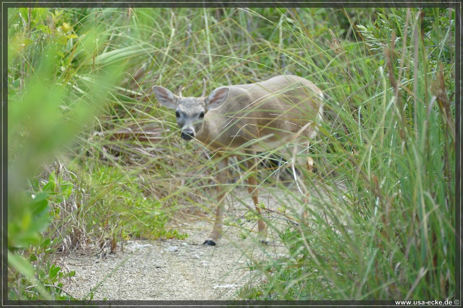 Key_Deer_2024_039